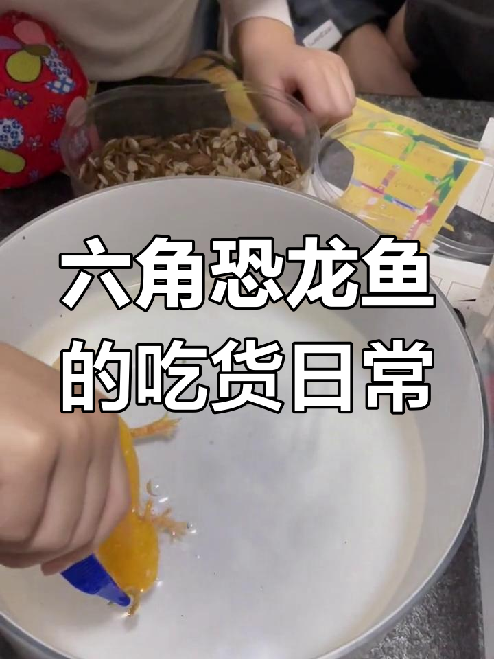 六角恐龙鱼食量惊人,什么都吃!