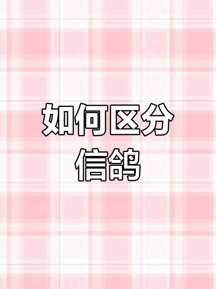 信鸽与普通鸽子区别解析