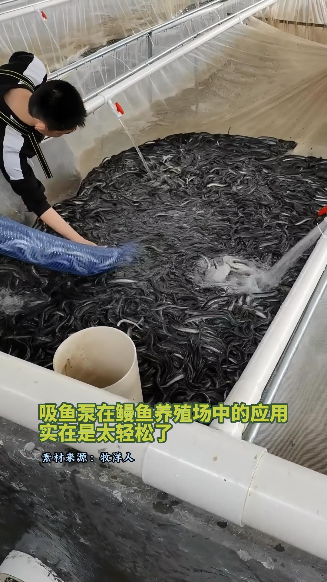 吸鱼泵在鳗鱼养殖场中的应用,丝一般的顺滑,实在是太轻松了!水产养殖 养鱼 三农