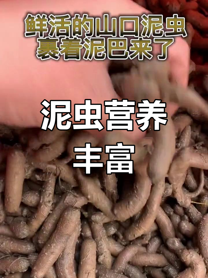 泥虫:滋补良品,老人最爱给孙辈煮粥