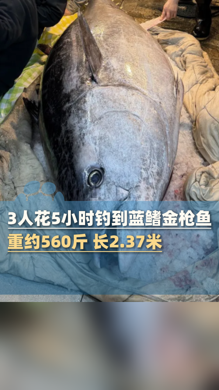 3人花5小时钓到蓝鳍金枪鱼，重约560斤 长2.37米
