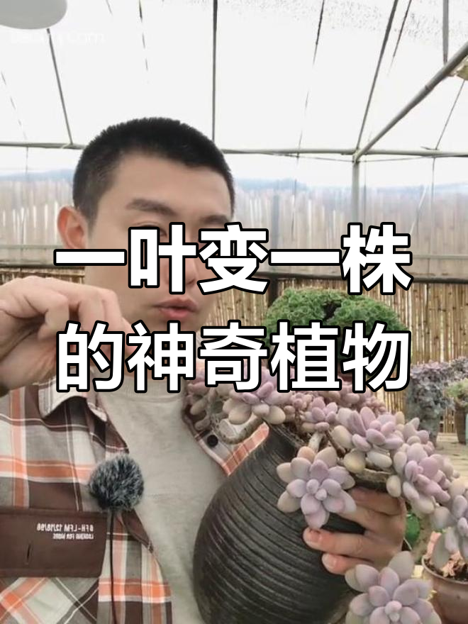桃蛋多肉:一片叶子就能长成新生命,养护技巧全揭秘