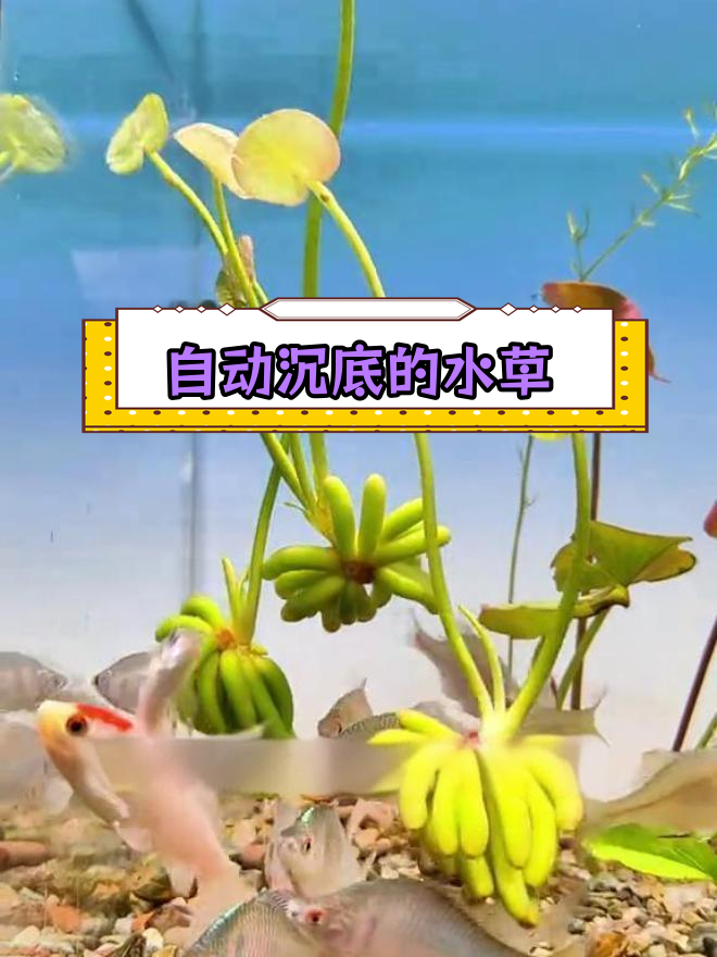 香蕉水草:鱼缸中的自然净化器