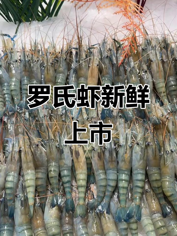 高邮直发罗氏虾,鲜活美味不容错过!