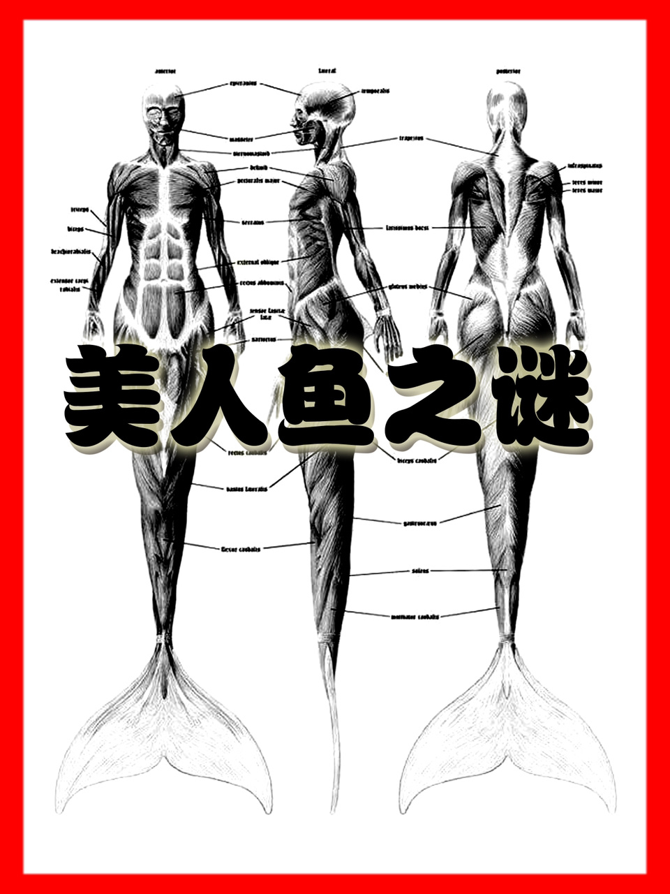 世界上是否有美人鱼的存在?美人鱼是人类进