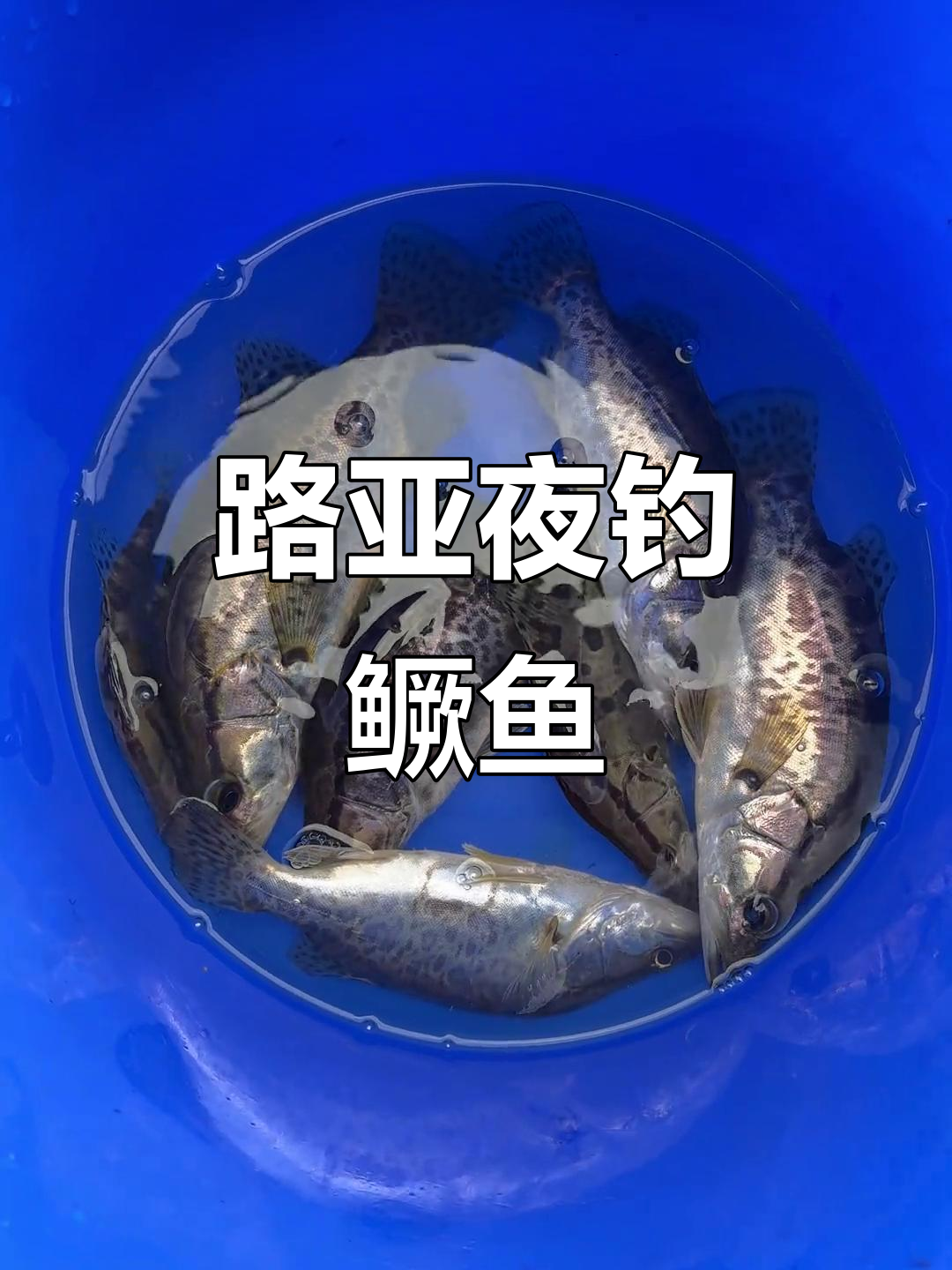 亭子口路亚钓鳜鱼,夜晚收获满满