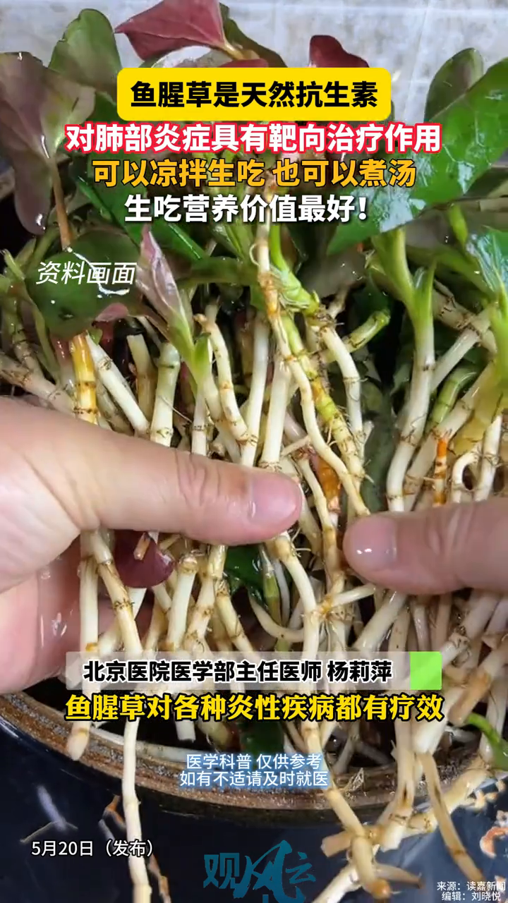 鱼腥草竟是天然抗生素 生吃营养价值最好!你吃过鱼腥草吗