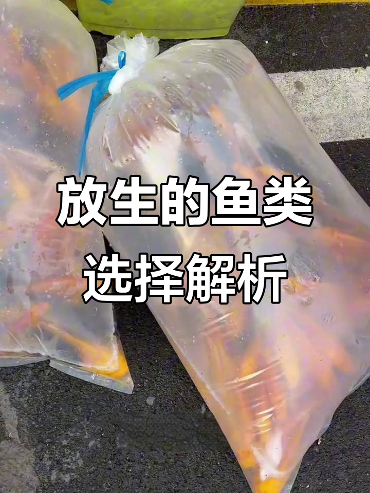 放生鱼的选择与寓意,鲤鱼、泥鳅等都有不同含义