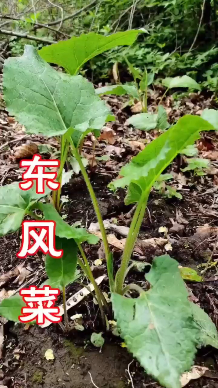 这野菜自带辛辣味,俗称“大耳毛”,用来包饺子