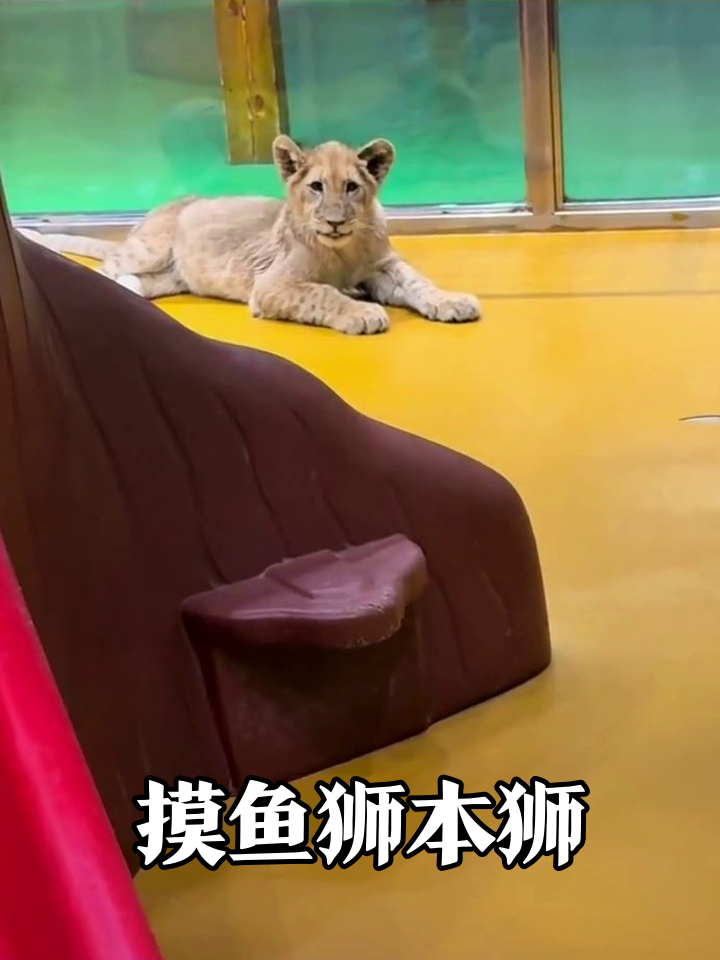 小狮子在游乐场摸鱼,这表情像极了不想上班的你