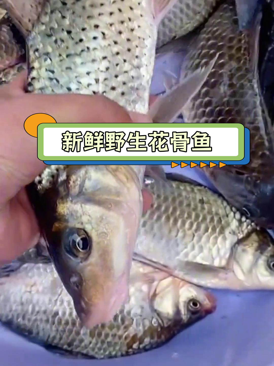 伊洛河的野生花骨鱼,日夜皆宜