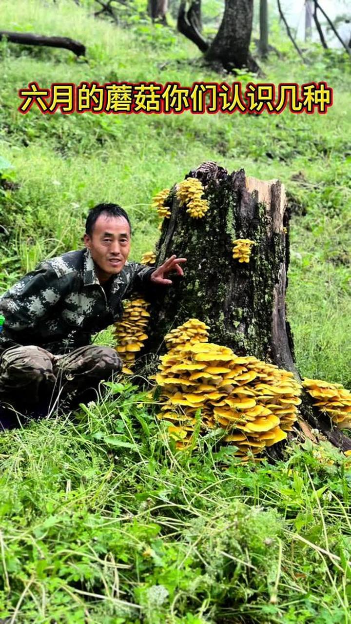气温不稳，出的蘑菇种类多，你们都认识几种呢？