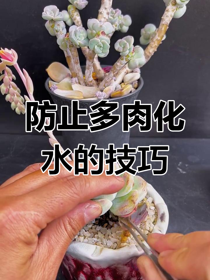 多肉底层叶片化水,如何清理避免黑腐?
