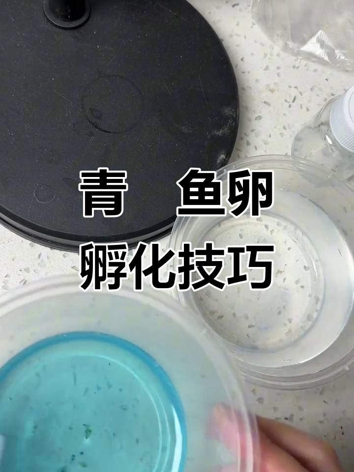 鱼卵孵化全攻略:如何挑选好卵并去除坏卵