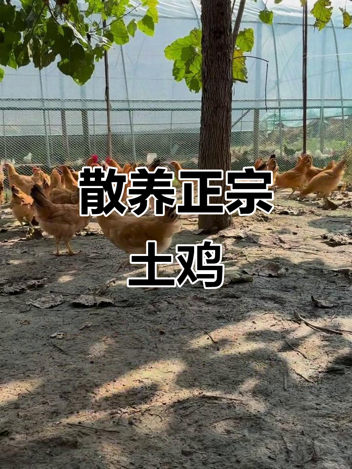 正宗散养土鸡,公母草鸡一应俱全