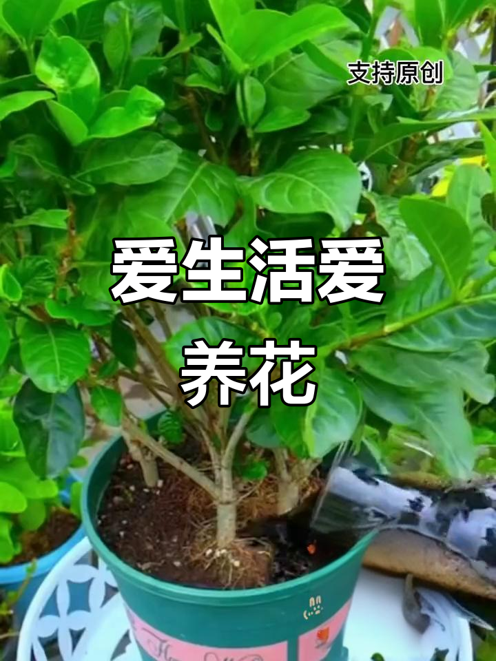 花卉绿植,打造家庭小花园