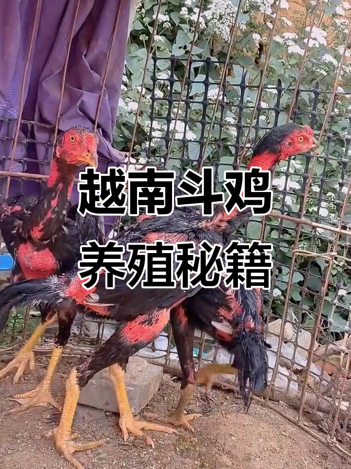 越南斗鸡养殖技巧:从豌豆鸡到调养全攻略