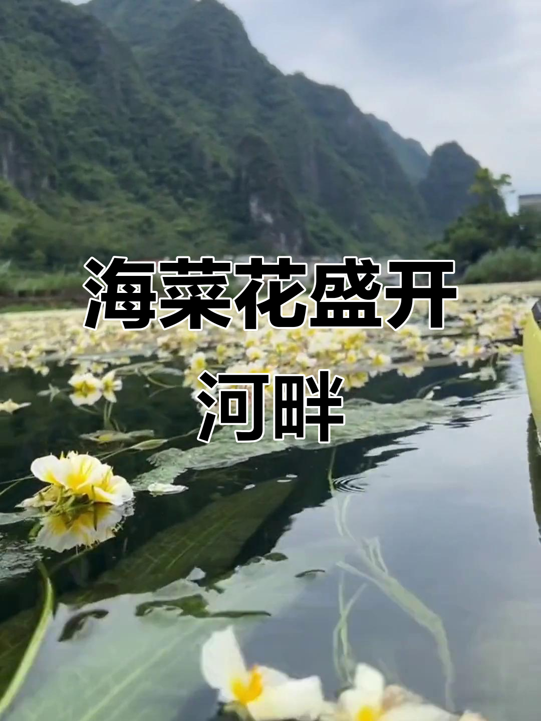 广西都安河流与海菜花的美丽邂逅,瑶族自治县的自然奇观