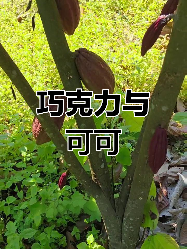 可可果,巧克力的原料,富含抗氧化成分,有益心血管健康
