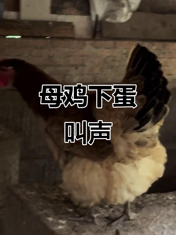 大黄母鸡下蛋，咯咯哒的声音真有趣