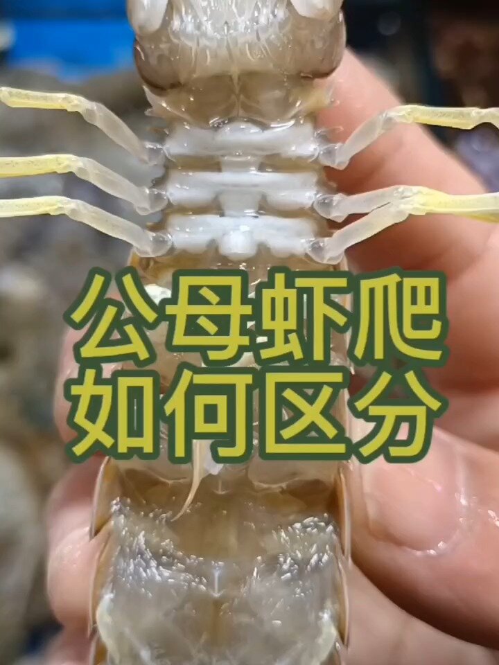 公母皮皮虾如何区分