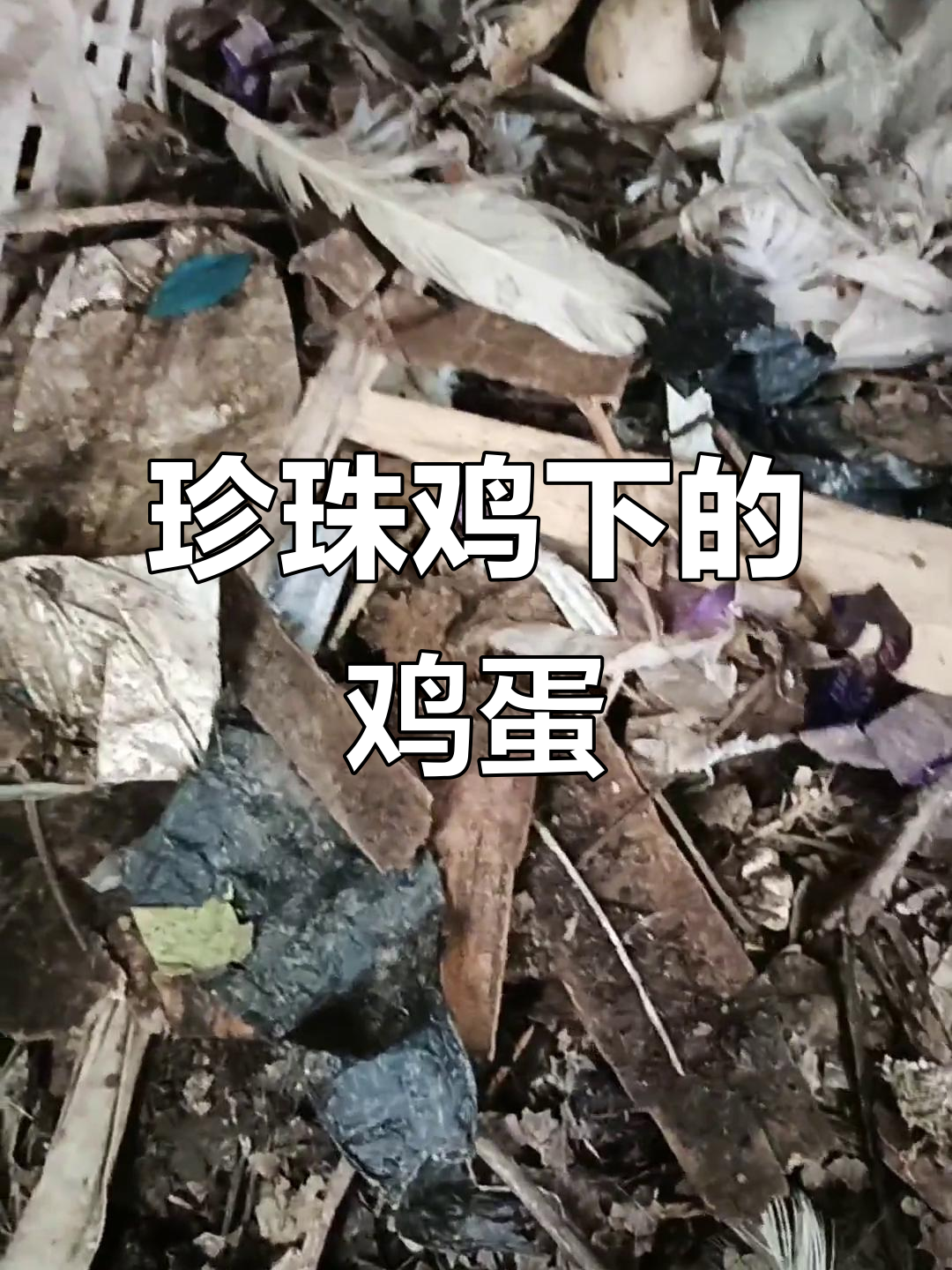 珍珠鸡下蛋，收获满满！