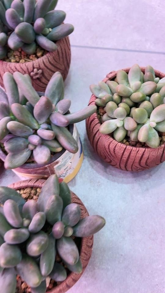 糖果美人多肉 多肉植物 肉肉的世界