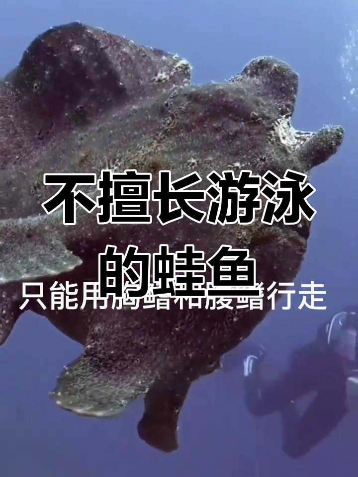 深海中的“青蛙鱼”:胸鳍腹鳍行走