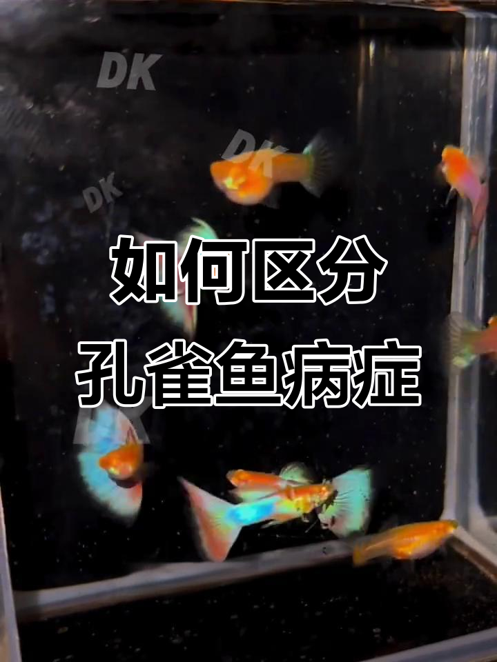 孔雀鱼肠炎与寄生虫区别,如何判断并治疗?