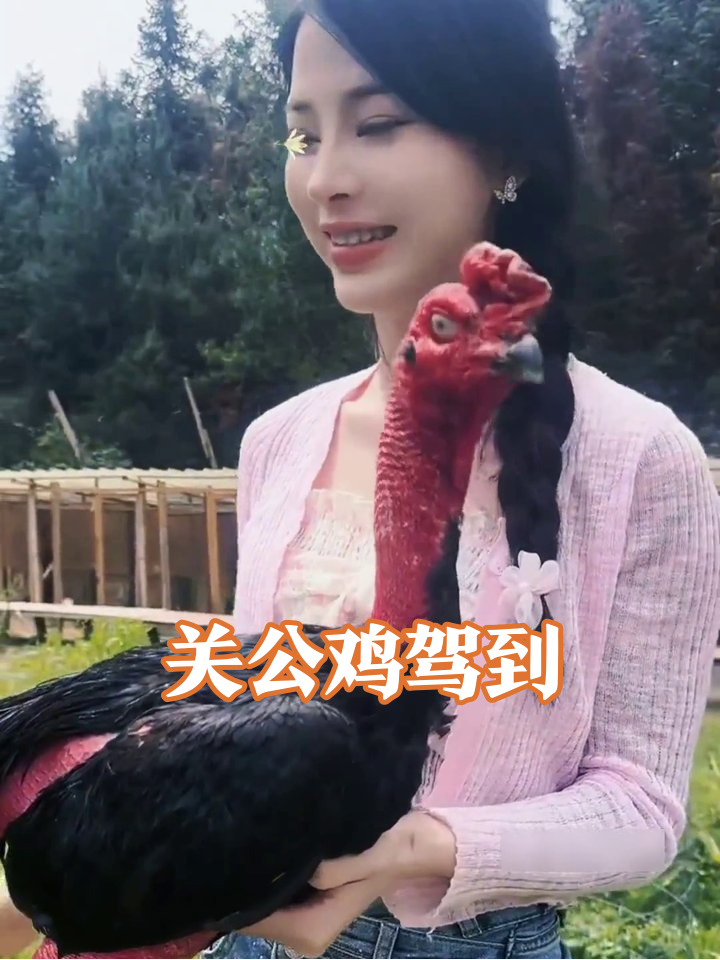 当萌妹遇上红脸斗鸡,这反差萌我笑到打鸣!