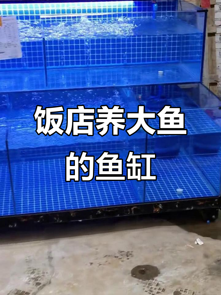 大型淡水鱼缸设计,饭店专用过滤系统超强