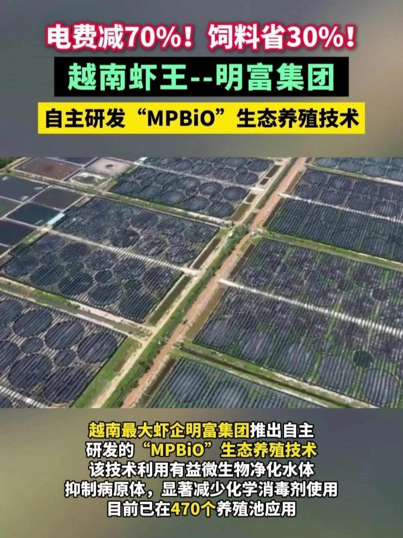 电费减70%！饲料省30%！越南最大虾企明富集团推出自主研发的“MPBiO”生态养殖技术 