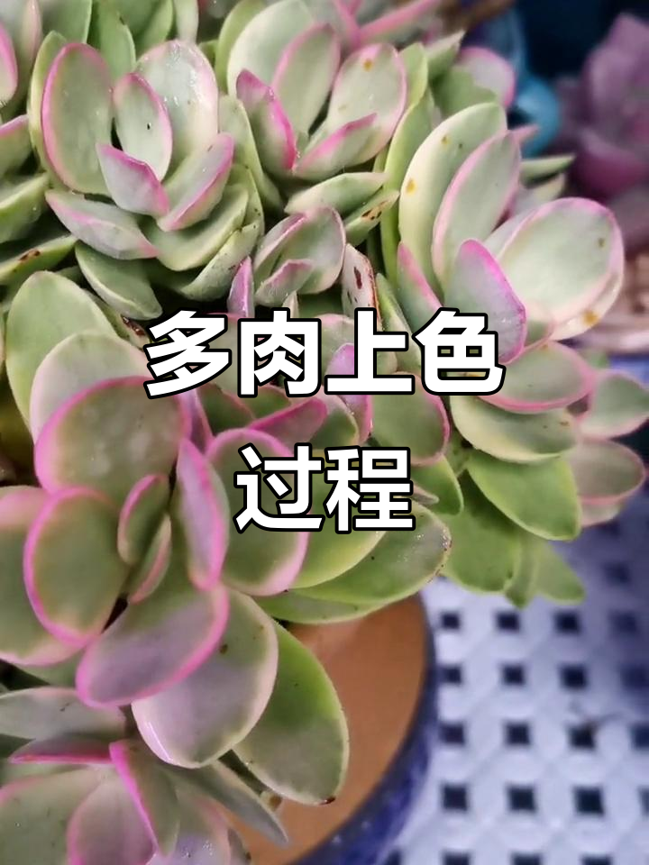 朝霞锦多肉，晒得越美，色彩逐渐变化