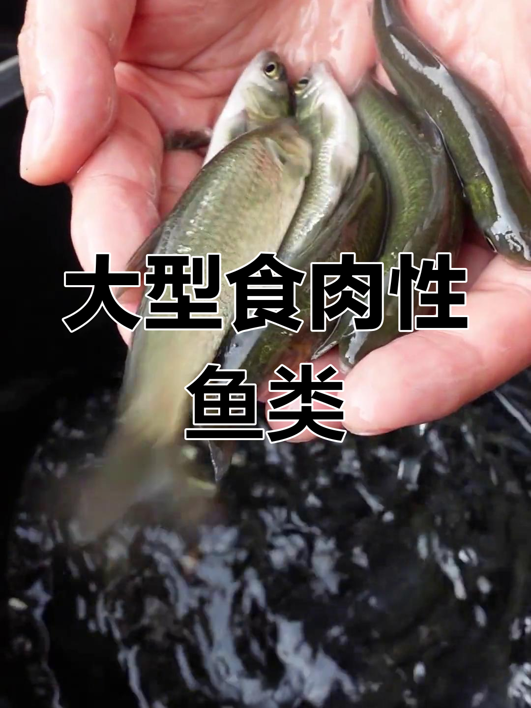 螺蛳青鱼养殖技巧