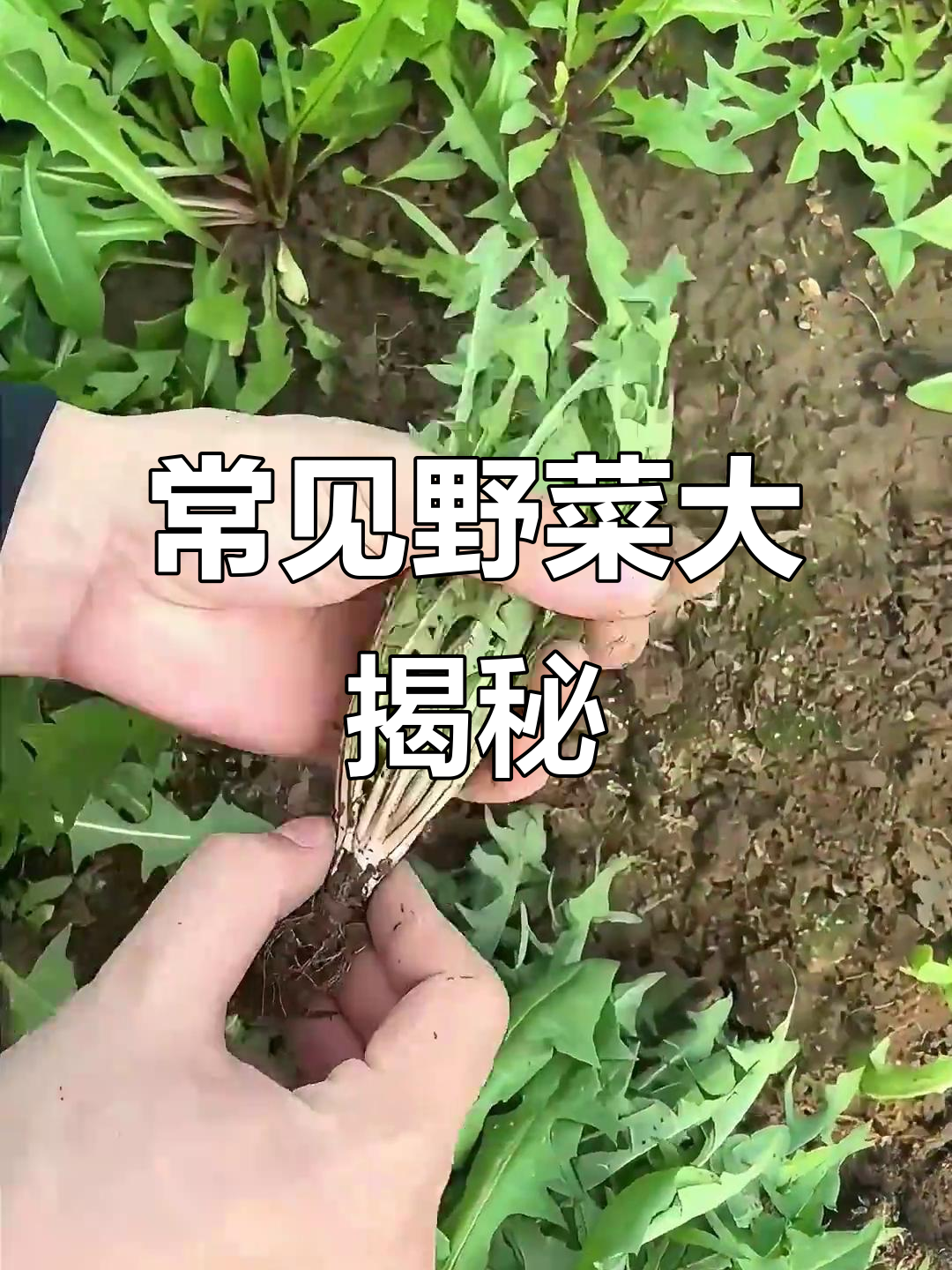 这些常见野菜,你尝过吗?蒲公英、折耳根等全解析