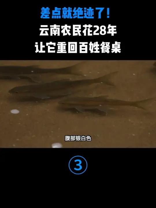 差点就绝迹了！云南农民花28年，让它重回百姓餐桌#抗浪鱼 #鱇浪白鱼