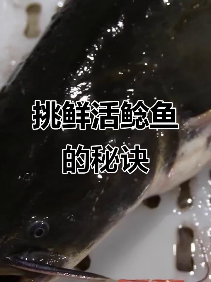 如何挑选新鲜鲶鱼？掌握这些技巧让你选对美味
