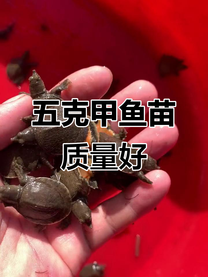 今年甲鱼苗质量超乎想象,五克重黄金底板让人惊艳