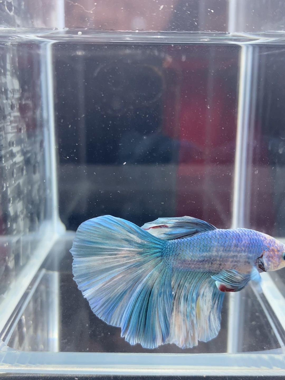 养斗鱼的水怎么选择