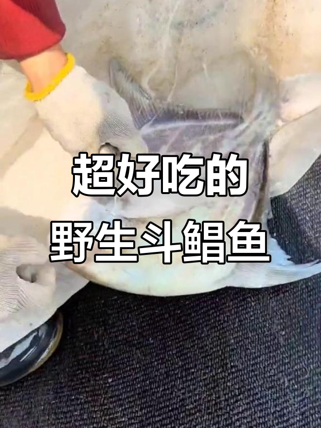 纯野生斗鲳鱼,肉质鲜嫩无比,比东星斑还好吃