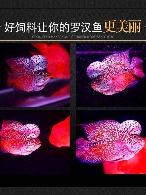 罗汉鱼怎样爆头