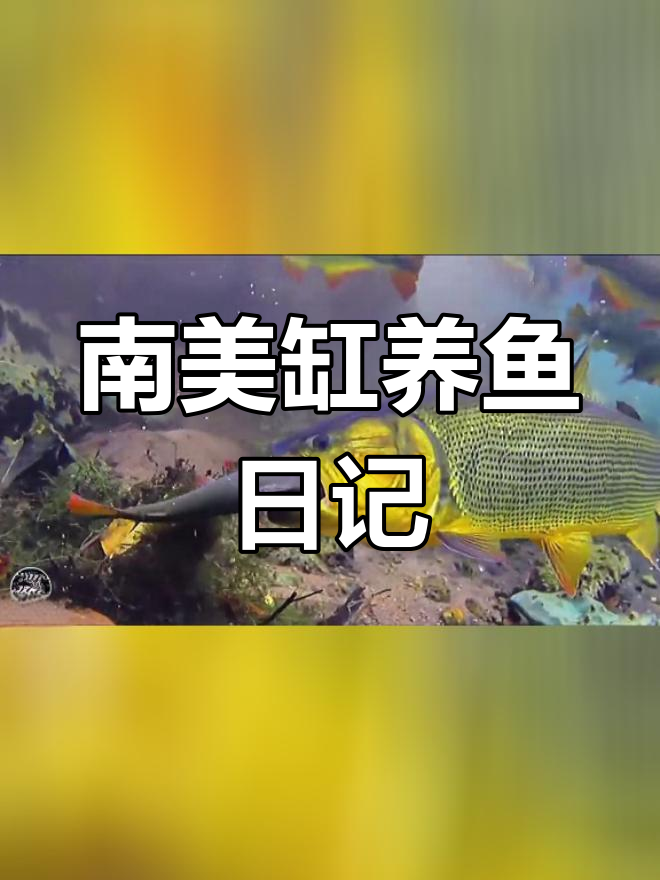 探索南美缸的奇妙世界:黄金河虎与森蚺