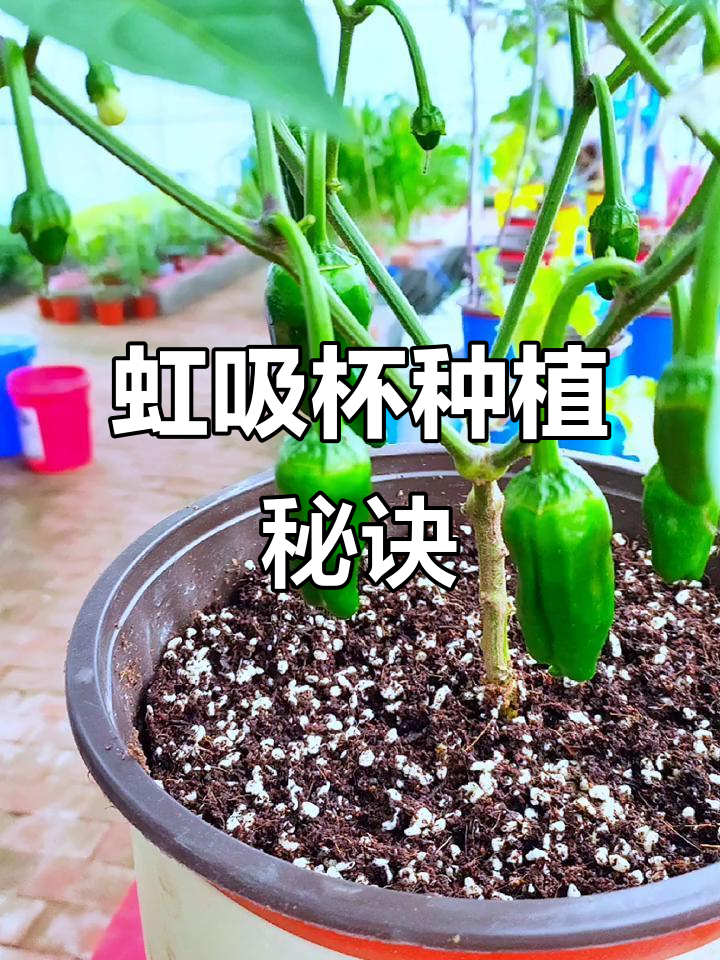 虹吸杯种植,瓜果蔬菜大丰收!效果惊人,值得一试