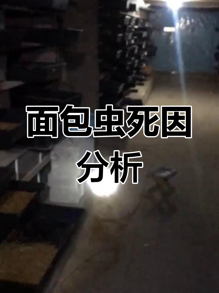 面包虫化蛹阶段死亡原因解析