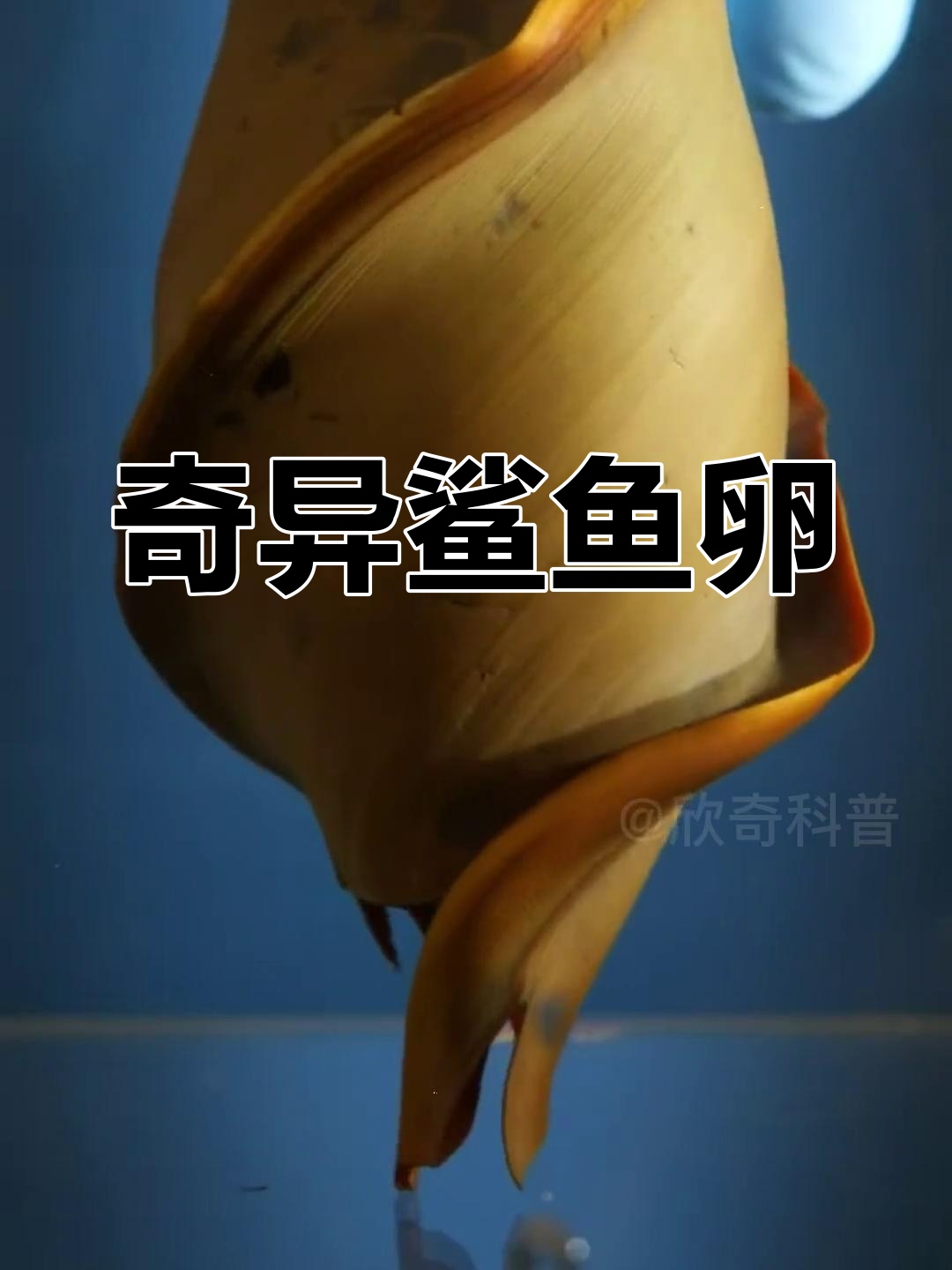 鲨鱼卵奇特如螺丝,形状独特令人惊叹!