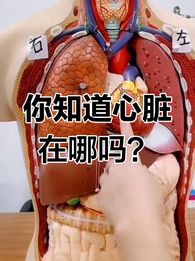 了解人体内部结构,器官分布大揭秘