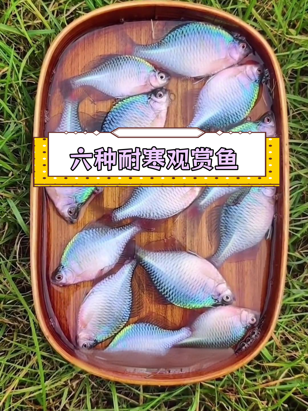 适合北方冬季养的冷水鱼推荐