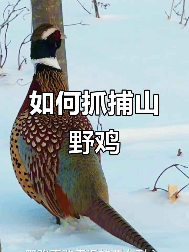 了解野鸡习性,轻松捕捉公母配对