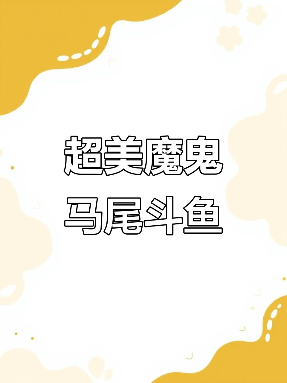 极品魔鬼马尾斗鱼,泰国印尼混血魅力满满