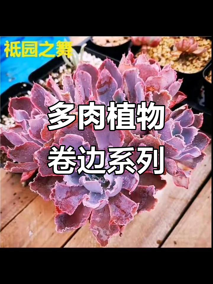 卷边包菜类多肉植物:品种介绍与养护技巧